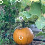 gallery-pumpkin-color-picker