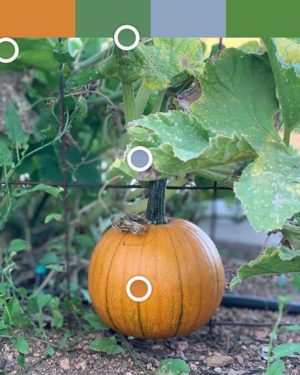 gallery-pumpkin-color-picker